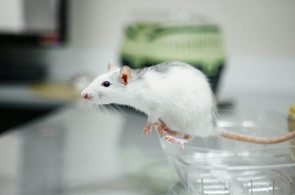 The Beautiful Ones mice from Universe 25