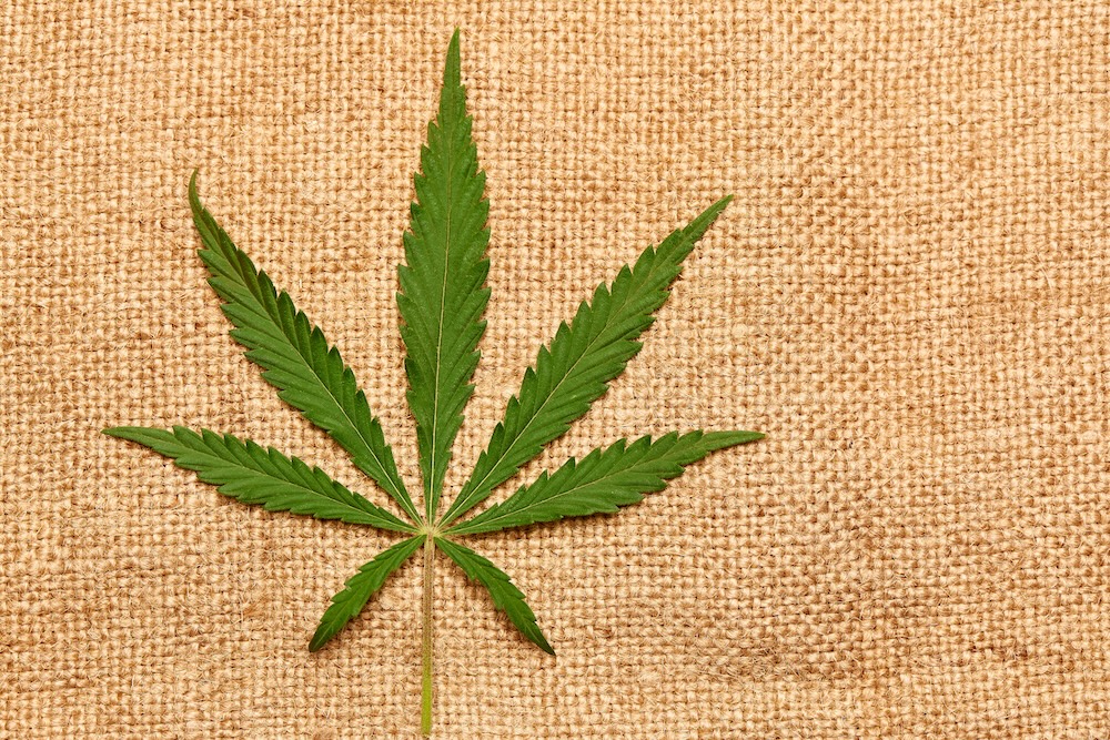 Hemp leaf on burlap fabric